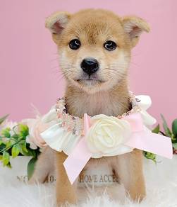 Shiba