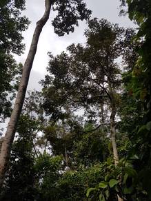 Agricultural Land in Bandar Baharu, KDH