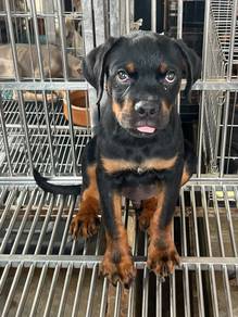 Rottweiler Male
