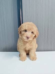 Maltipoo F5