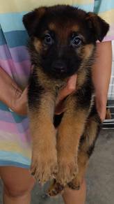 German Shepherd female 
