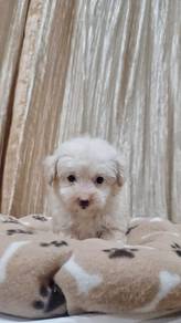 Tiny Poodle