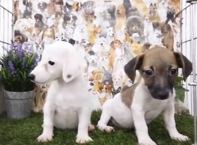 Jack russell female