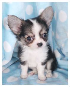 ALS733 Chihuahua long haired sweetie pet puppy