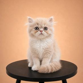 Persian Cream