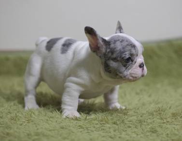 FRENCH BULLDOG PUPPIES 🌻S187 Charming Boy~Girl