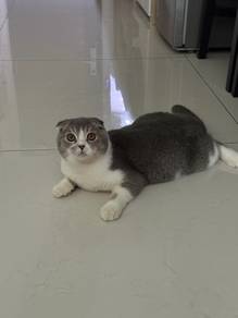 Male BSH + Scottish Fold