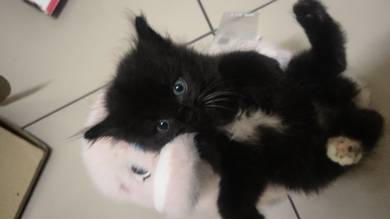 anak kucing baka long hair 