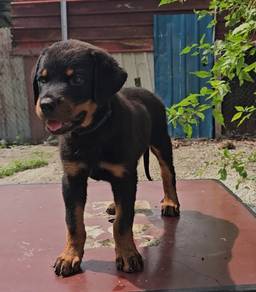 Rottweiler Puppy