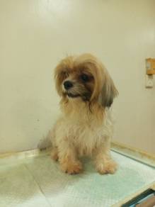 Shih tzu -nice color 