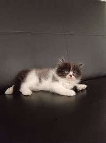 Persian kitten cat