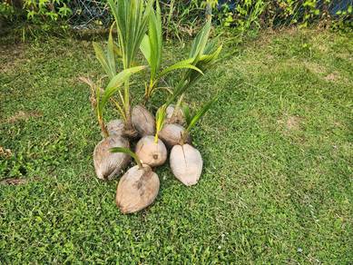 Anak Pokok Kelapa