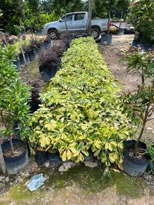 Schefflera Arboricola Cultivar