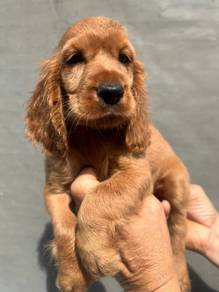 ENGLISH COCKER SPANIEL PUPPIES F417🌻Female