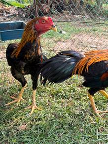 Ayam Ratu Anak Muda