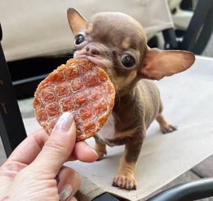 Chihuahua