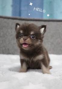 CHIHUAHUA PUPPIES CH259🌷 Head Apple Female