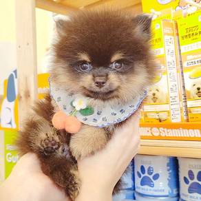 Pomeranian
