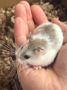 hamster roborovski