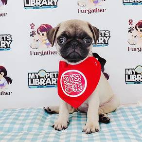 Pug