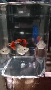 Guppy - HB Redrose
