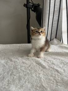 British Shorthair Kitten
