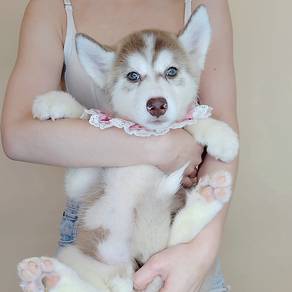 Husky