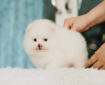 POMERANIAN PUPPIES P144 available cute cute