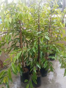 Anak pokok durian Duri Hitam 5 kaki lebih