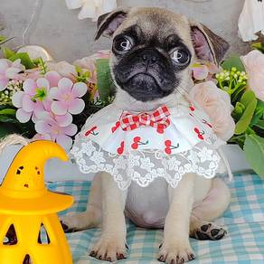 Pug