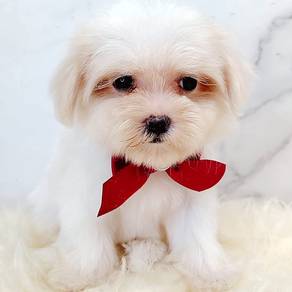 Maltese