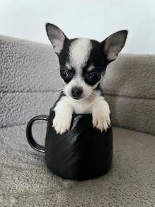 black and white chihuahua now available 