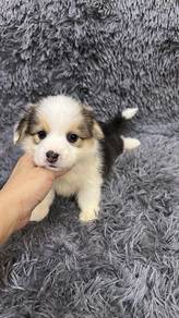 Pure Breed Long Fur Long Tail Corgi (F) 纯种长毛柯基 长尾巴