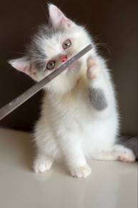 British Short Hair Kitten