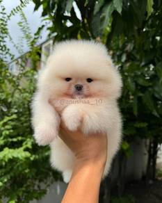 White Teacup Pomeranian
