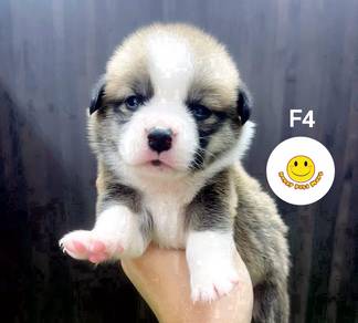 HHD_1E03D3 little sweetheart Corgi puppy dog