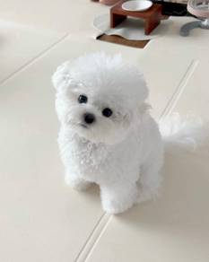 G3740 Poppet poochon Adorable Beautiful Sweet Pupp