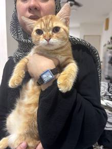 Cat for Rehome