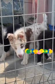 Border Collie (M)