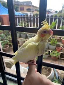 Anak Suap Cockatiel