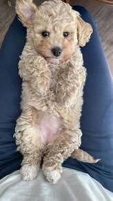 Pure Poodle Little Bear Puppy Dog