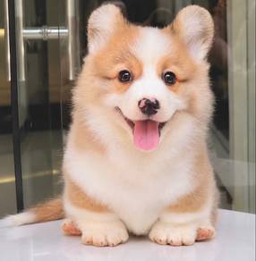 corgi