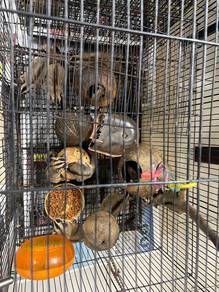 Sugar Glider