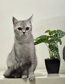 cat for sell