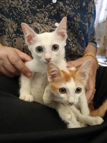 anak kucing percuma