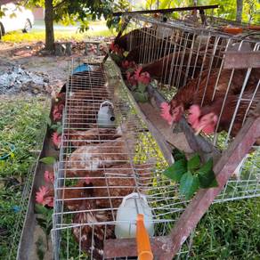 sangkar ayam chicken cage