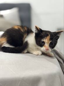 munckin calico female
