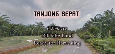 Agricultural Land in Tanjong Sepat, SGR