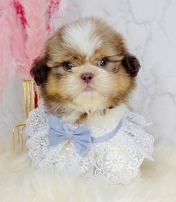 Shih Tzu