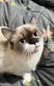 Half-Burnt Siamese DLH Girl Cat 1 Year Old